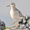 Buff-breasted Sandpiper